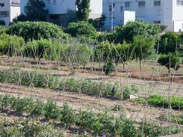 giardini urbani molto vicini alla città di barcellona nella regione del baix llobregat. foto