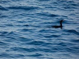 uccelli marini in attesa di una cattura, appollaiati su un mare azzurro e calmo foto