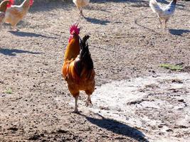 galline semi-ruspante, biologiche e sane foto