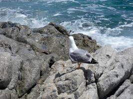 gabbiani sugli scogli della costa con fondale foto