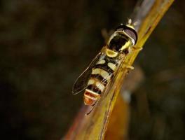 primo piano hoverfly
