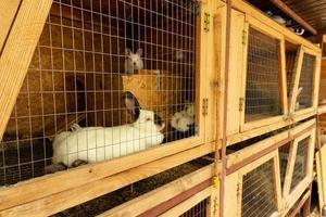 conigli domestici in gabbia. contenuto, allevamento in cattività. foto