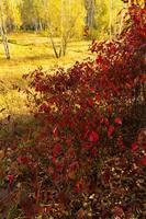 paesaggio autunnale con querceto a settembre foto