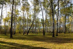 paesaggio forestale autunnale di boschetto di betulle con cespugli e sentiero. foto