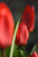 fiori del tulipano - primo piano foto