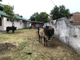 mucche e capre da utilizzare come animali sacrificali per eid al-adha foto