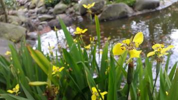 fiore giallo cresce accanto allo stagno foto