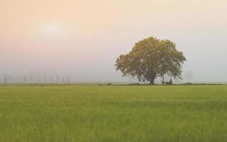 un grande albero nella risaia con una fitta nebbia. foto