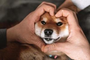 cucciolo shiba inu nel cuore dalle mani. simpatico cucciolo di shiba inu giapponese. foto