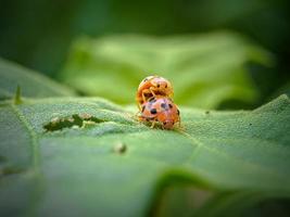 coccinella sulla foglia verde foto