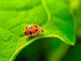 coccinella sulla foglia verde foto