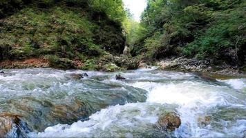 nebbia mattutina nella foresta - bellissimo paesaggio - disegno prato nella foresta tropicale foto