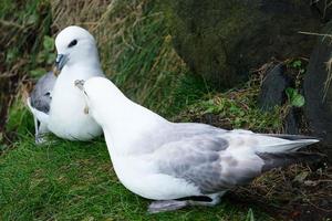 fulmar settentrionale fulmarus glacialis isola di rathlin irlanda del nord regno unito foto