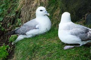 fulmar settentrionale fulmarus glacialis isola di rathlin irlanda del nord regno unito foto