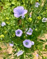 fiori di lino blu nel giardino. foto