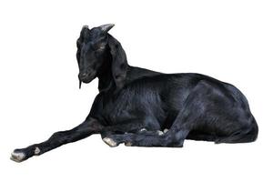 una capra nera è sdraiata e riposata, sfondo bianco foto