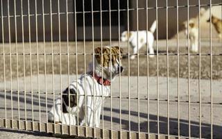 accarezzare il cane in gabbia foto