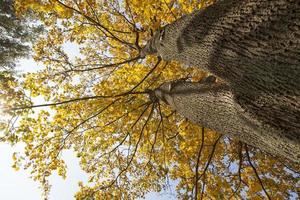 fogliame di acero giallo foto