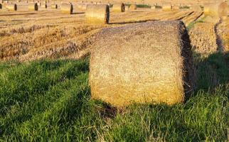 pile di paglia, primo piano foto