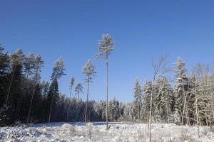 alberi in inverno foto