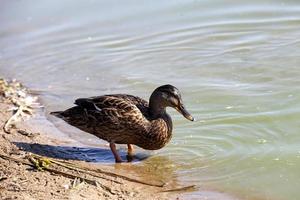 anatre selvatiche in natura foto