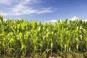 bellissimo paesaggio agricolo foto