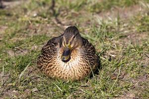 uccelli selvatici anatre nel loro habitat naturale foto