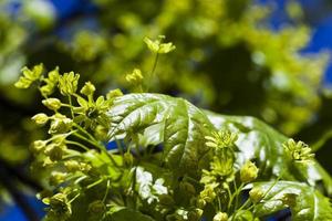 acero verde fiore foto