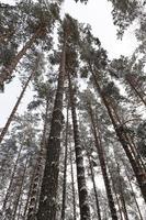 freddo inverno nel parco o nella foresta foto