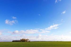 agricoltura, cereali - frumento foto