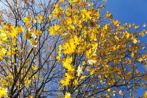 foglie di acero gialle su un albero contro il cielo blu foto