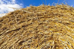 un campo agricolo foto