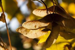 fogliame d'acero in autunno la caduta delle foglie foto