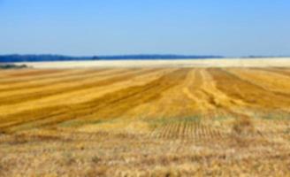 raccogliere il raccolto di grano foto