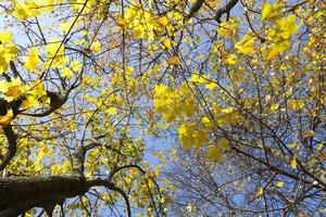 foglie di acero gialle su un albero contro il cielo blu foto