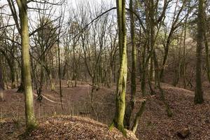 foresta di aceri in autunno foto