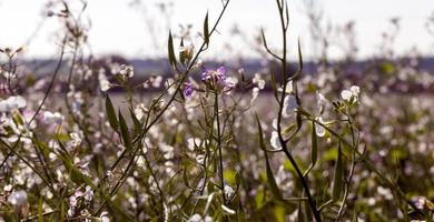 piante da fiore, primo piano foto