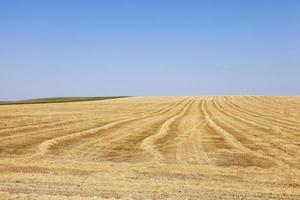 cereali da campo agricolo foto