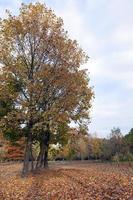 autunno nel parco foto