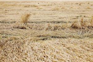 cereali gialli maturi foto