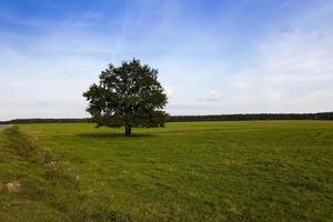 albero nel campo foto