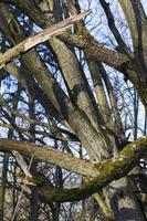 corteccia d'albero, primo piano foto