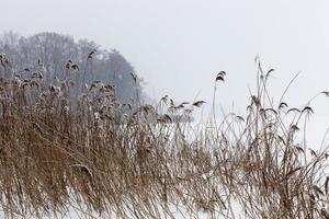 piante secche in inverno foto