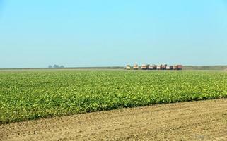 un campo agricolo con un raccolto foto