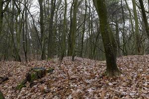 tardo autunno, la foresta foto