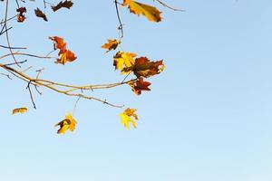foglie d'acero gialle e rosse su un ramo di albero contro il cielo blu foto