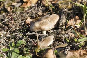 foresta di funghi, primi piani foto