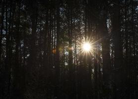 foresta d'inverno, primo piano foto