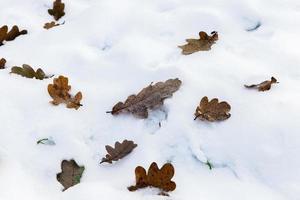 stagione invernale, primo piano foto