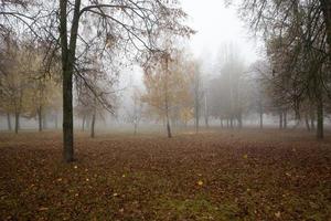 nebbia nella foresta autunnale foto